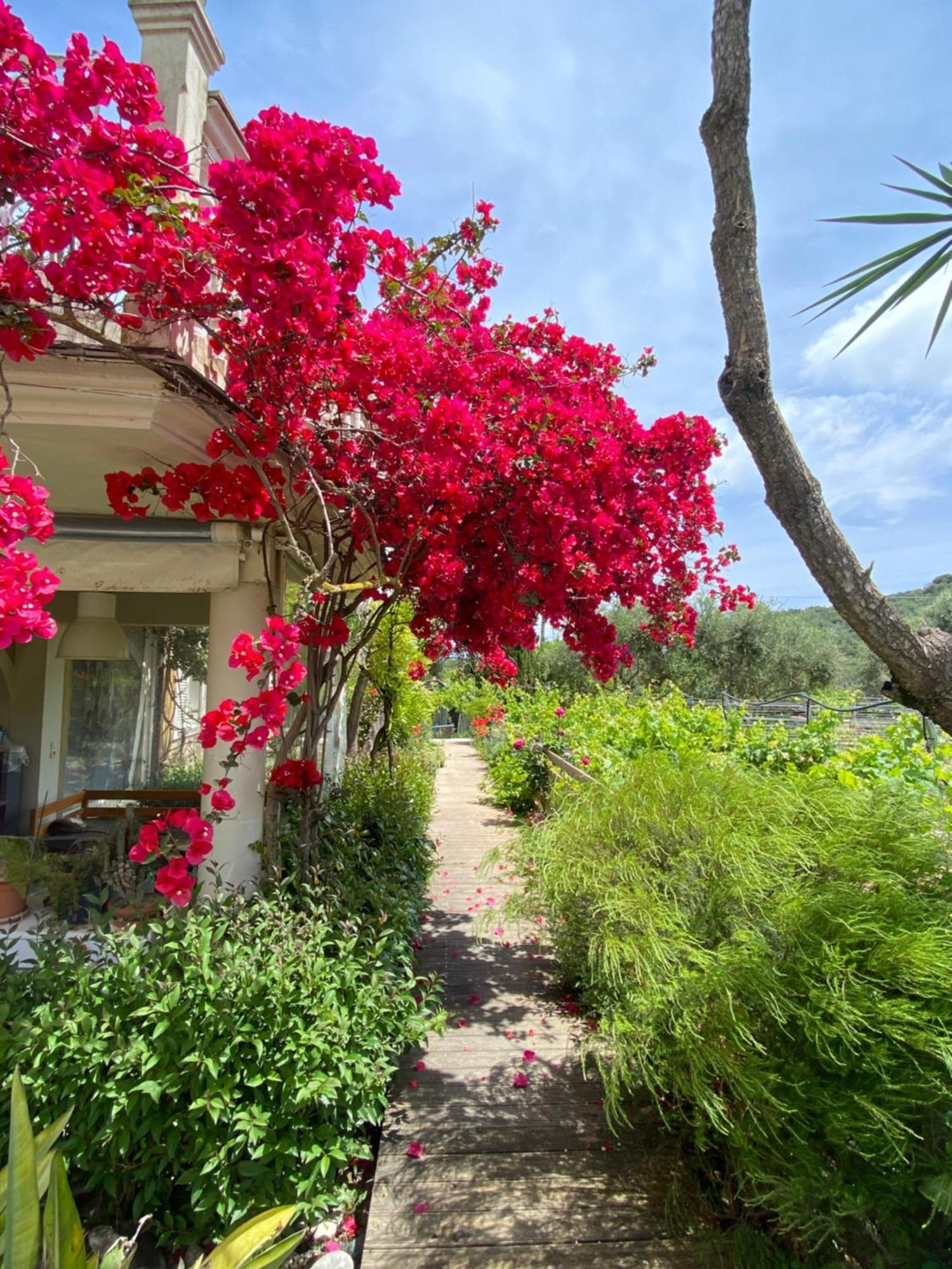 Kali Zoi -B&B Zakynthos Amoudi Exterior photo